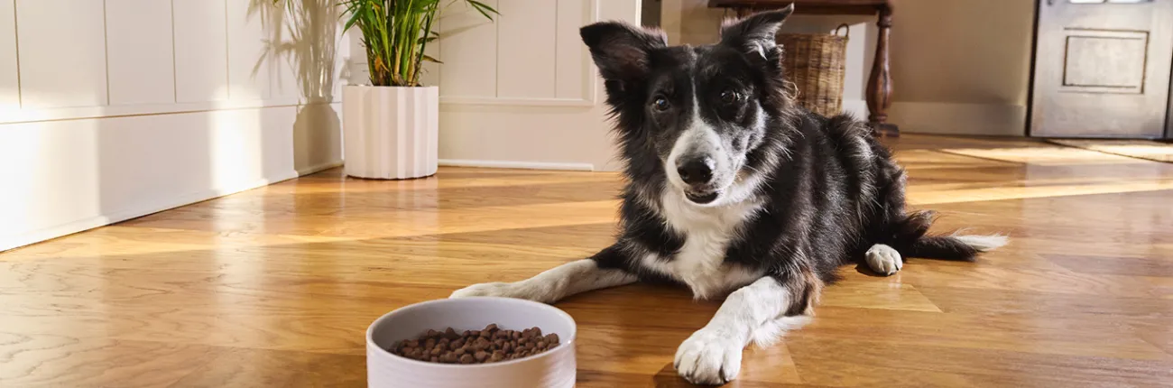 Black &amp; white dog laying on wood floor with a bowl of food in front of him
