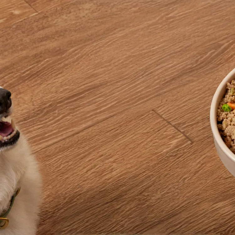 corgy being served a bowl of Fresh Selects dog food