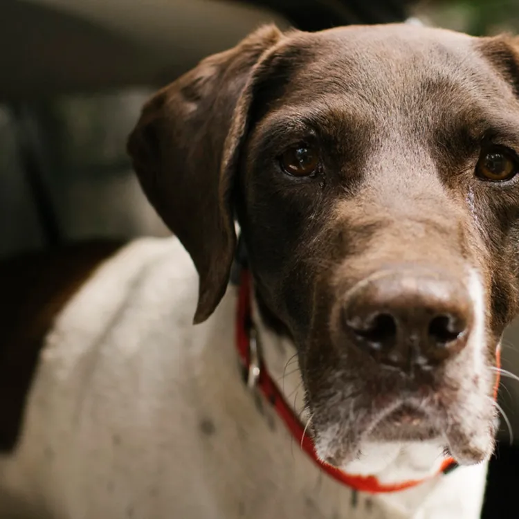 A dog looking at the camera