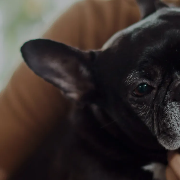 woman with a black french bulldog - healthy grains