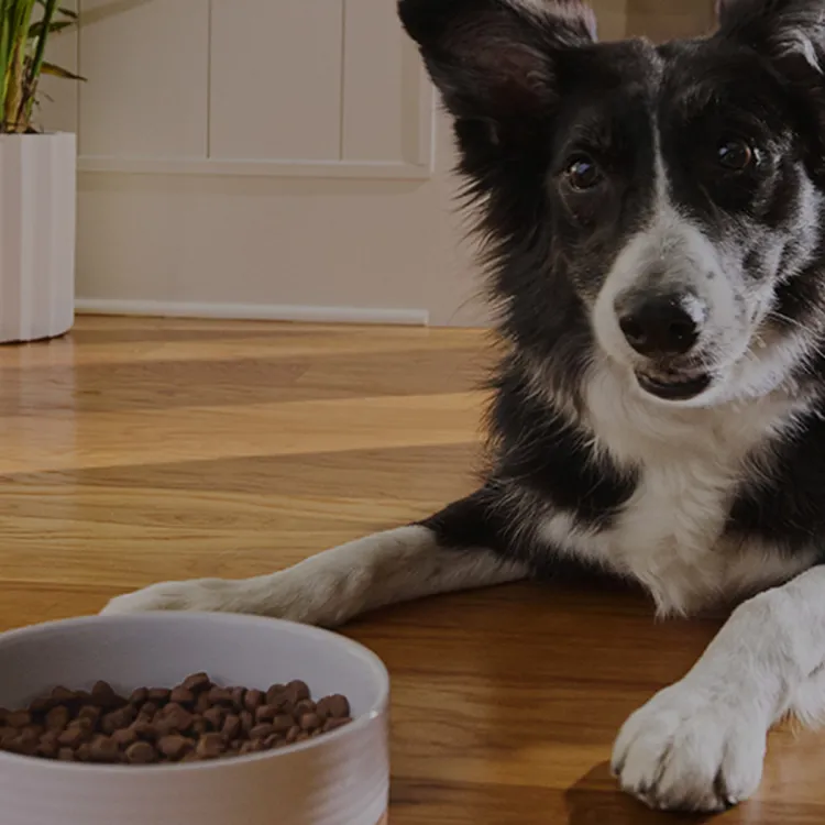 A dog lying on the floor next to a bowl of food
