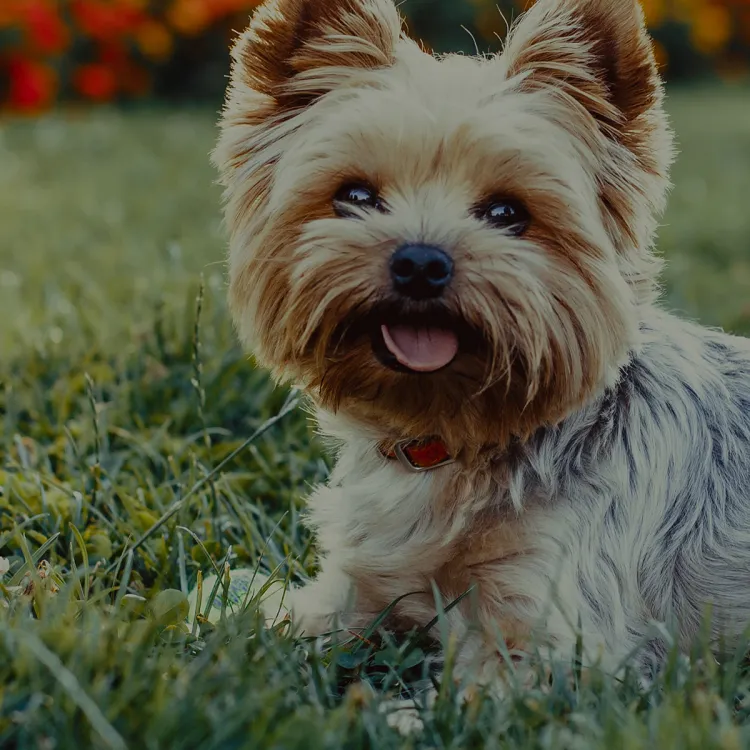A dog lying in the grass