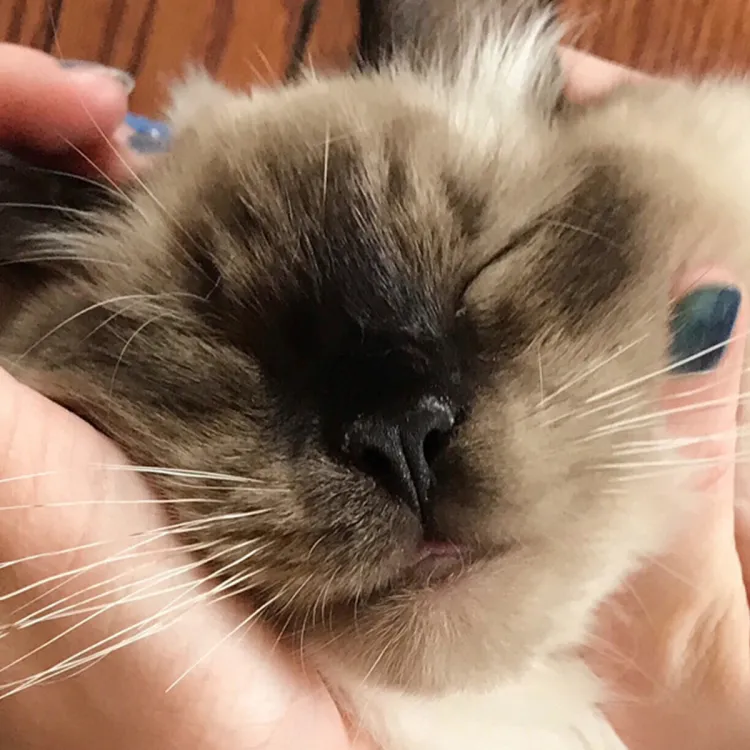 A person holding a cats face