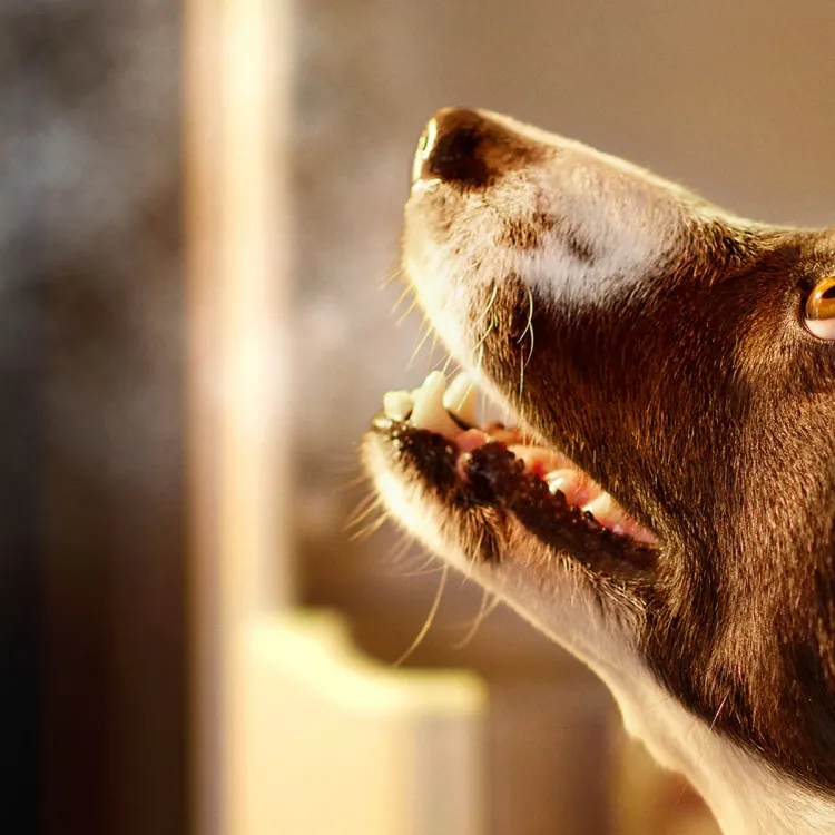 brown and white dog looking up