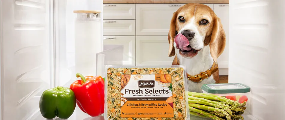Beagle licking lips at sight of Fesh Selects in the fridge