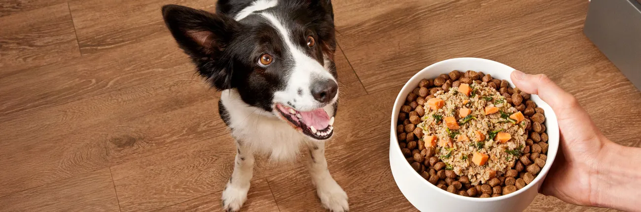 Border collie looking at a bowl of kibble and fresh dog food