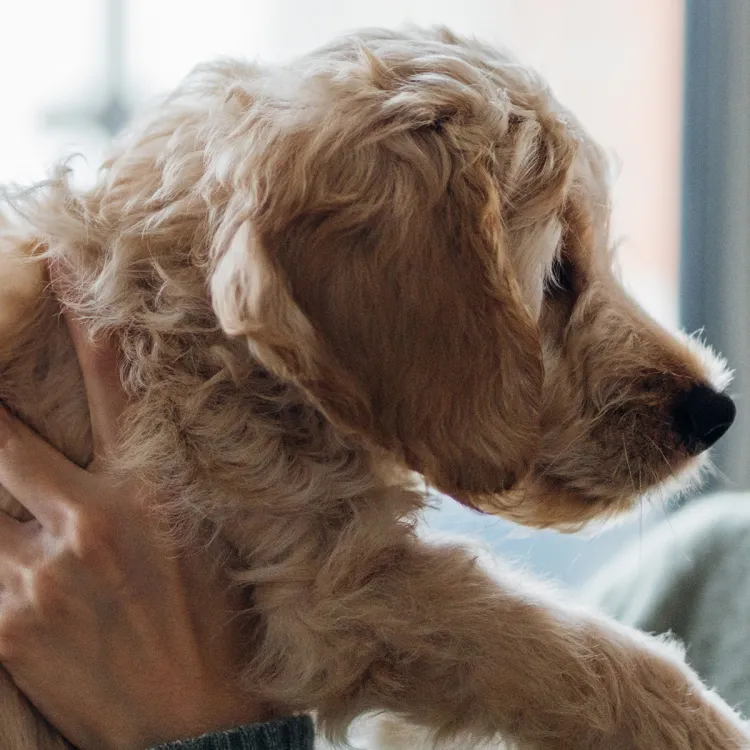 woman kissing puppy on nose